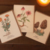 Seed Paper Card