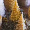 Medium Beeswax Tree