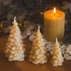 Large Beeswax Tree