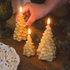 Large Beeswax Tree