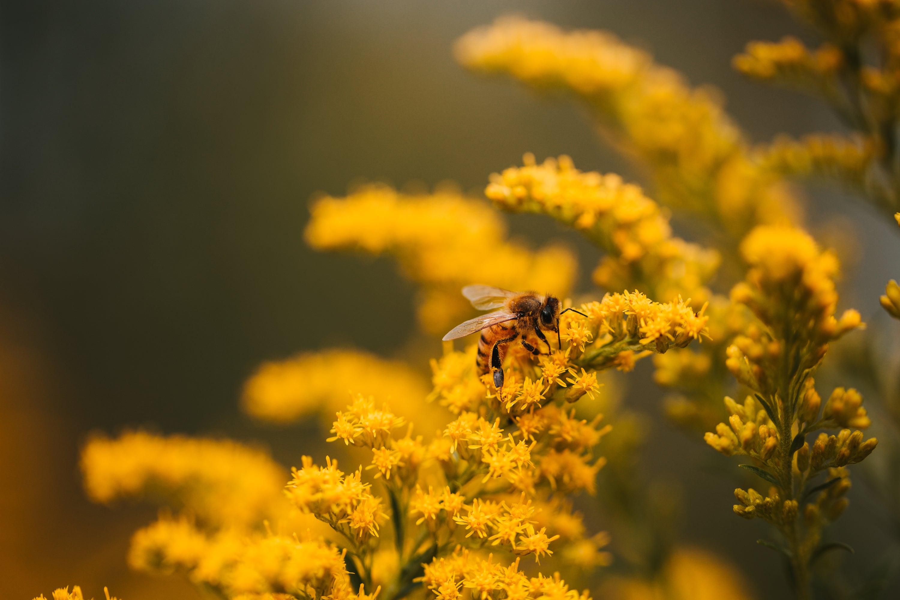 Bee and Flower Beeswax Candle