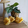 Snail Beeswax Candle