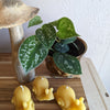 Snail Beeswax Candle