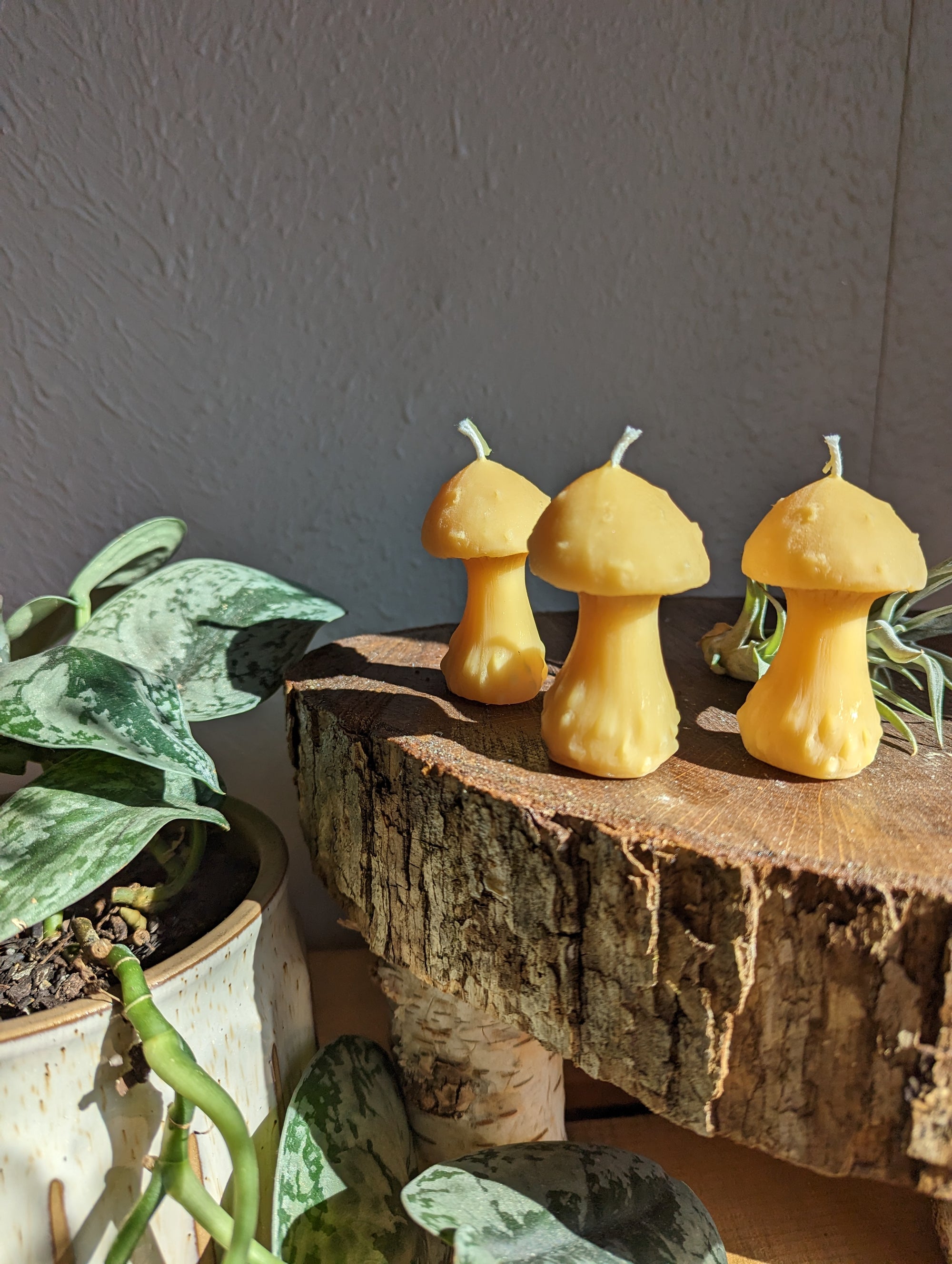 Morel Mushroom Beeswax Candle